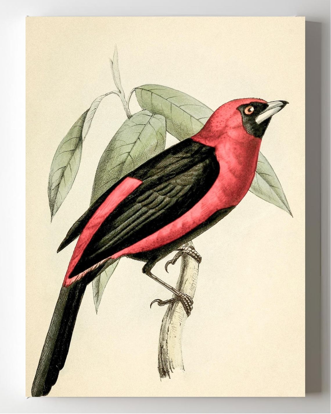 Black-Masked Tanager