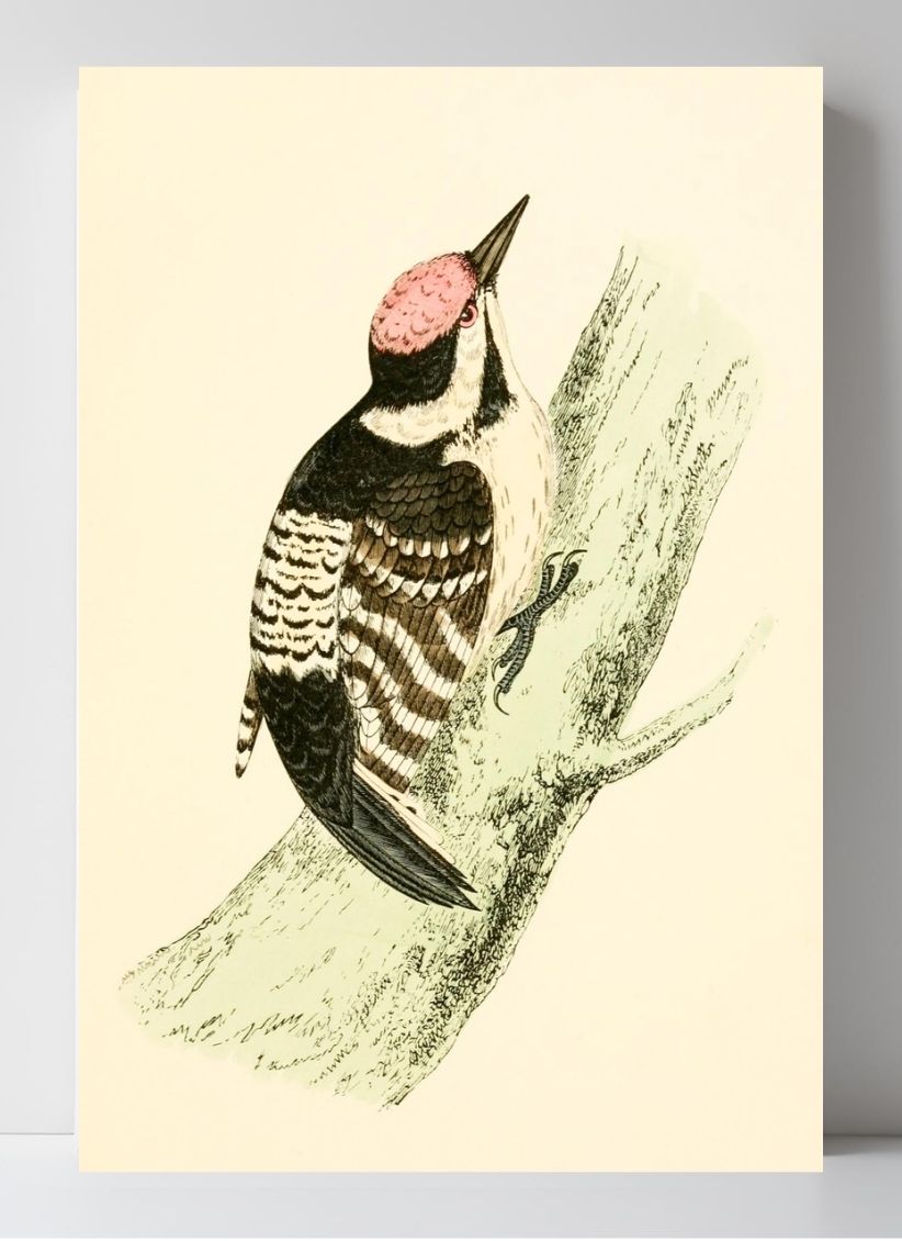 Lesser Spotted Woodpecker