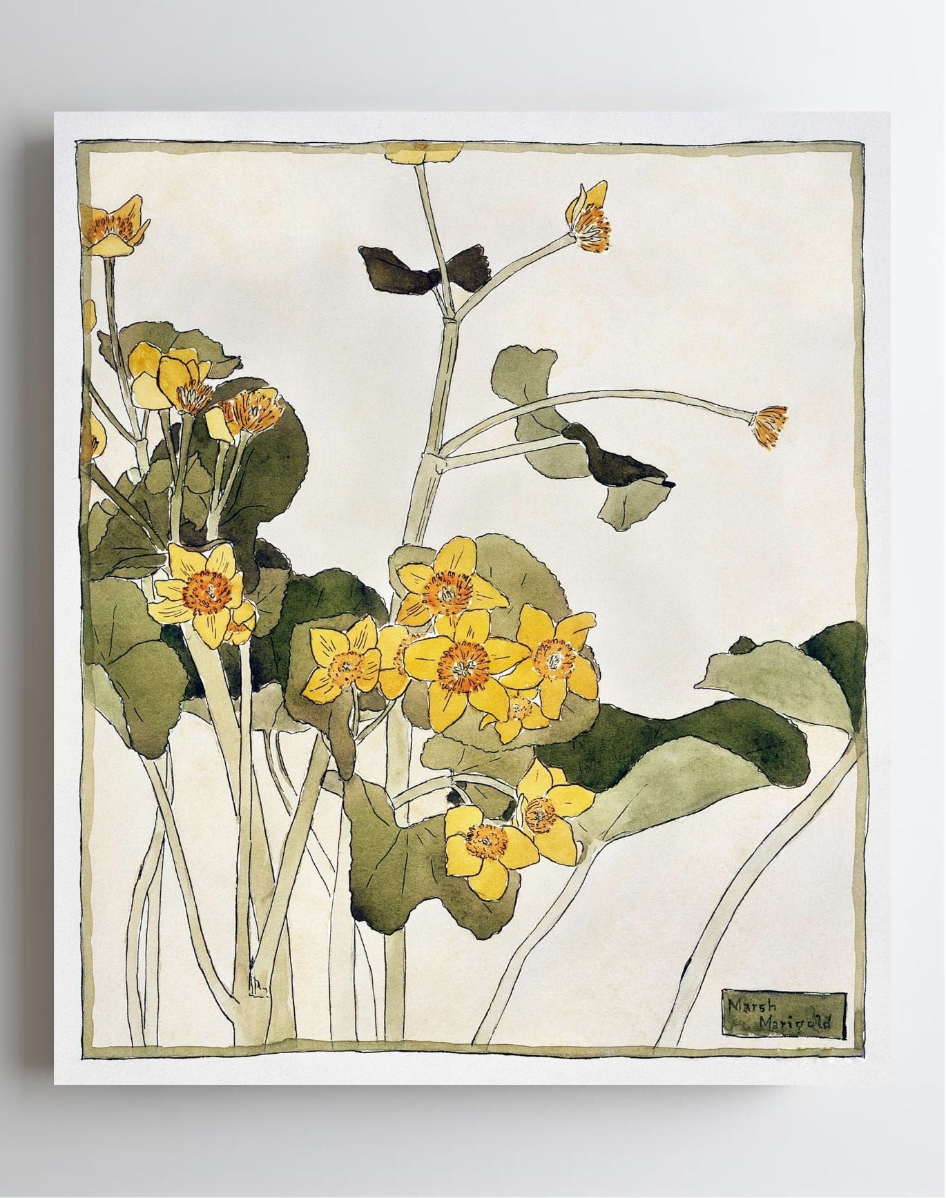 Marsh Marigold