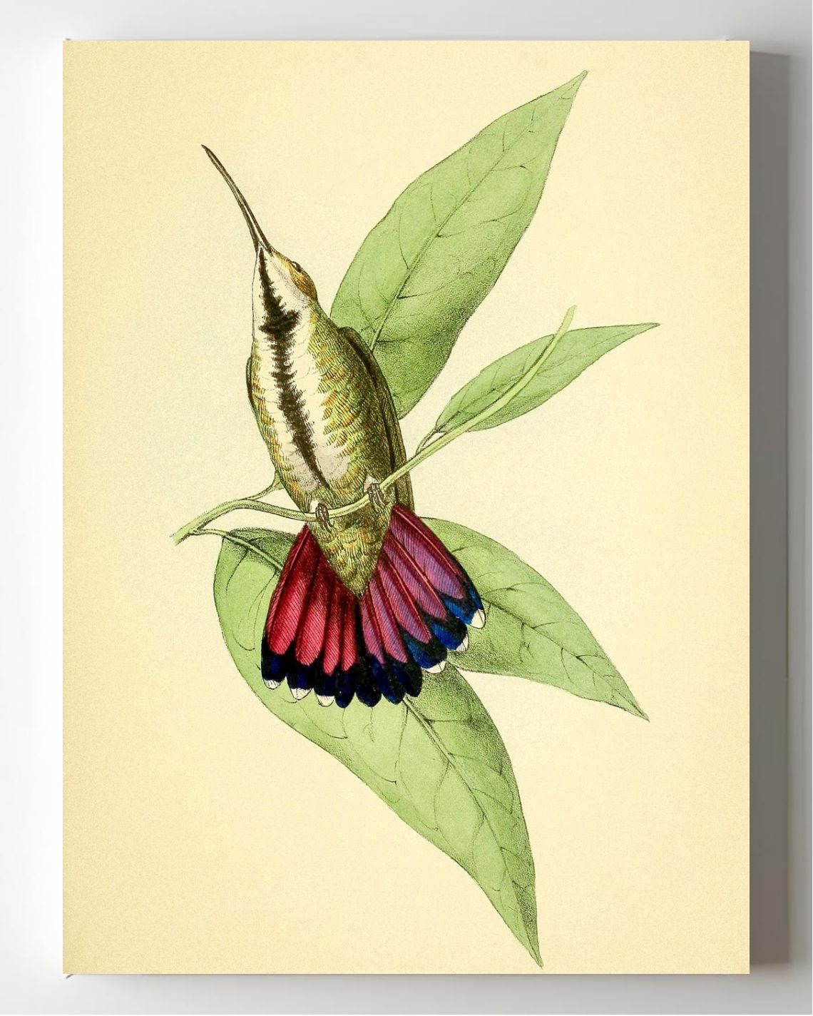 Mango Hummingbird Female