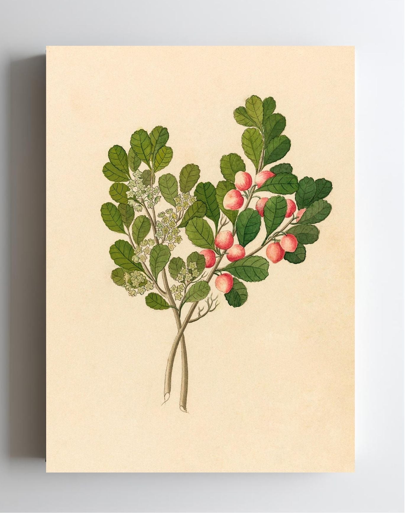 Rhamnus (Cassine Aethiopica)