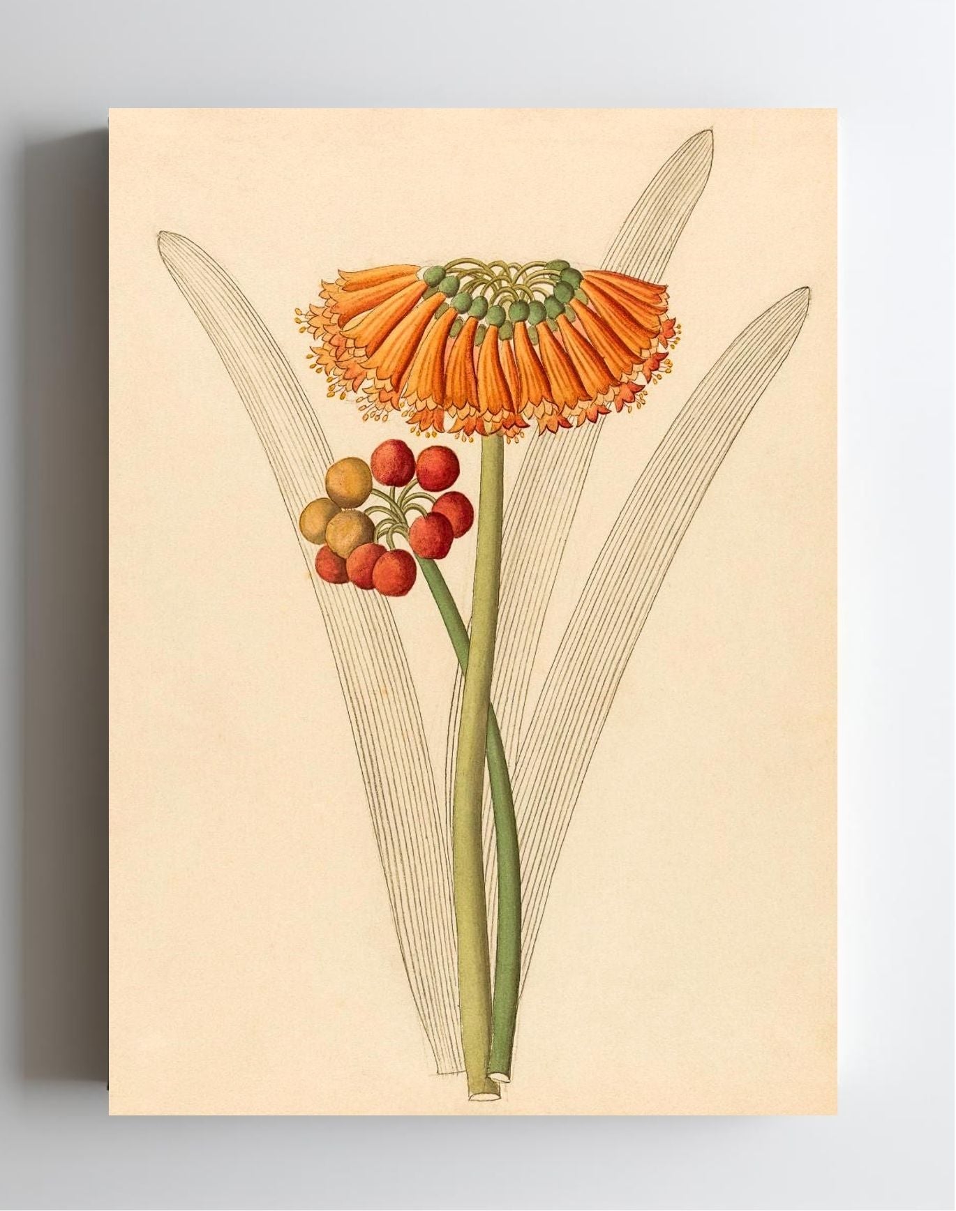 Cyrtanthus (Clivia Nobilis)