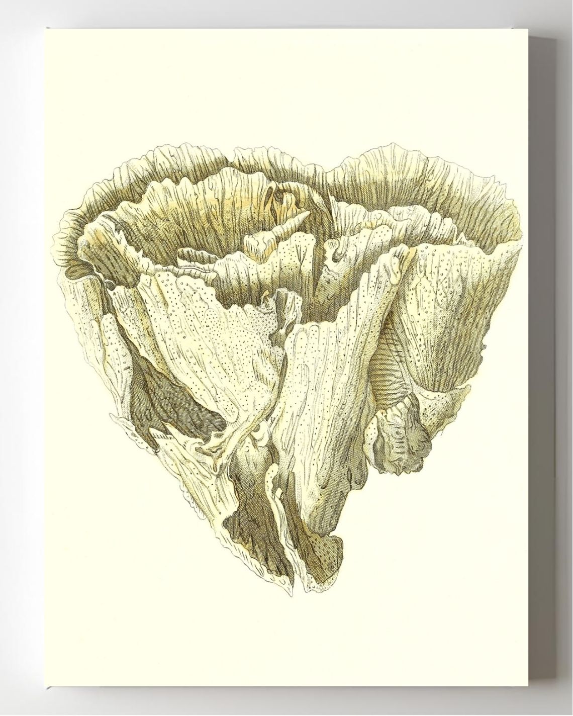 Madrepora foliofa