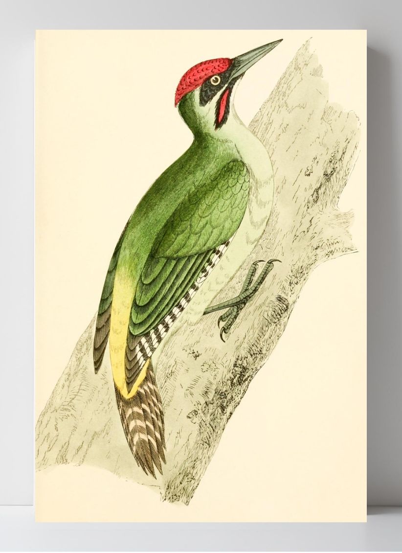 Green Woodpecker
