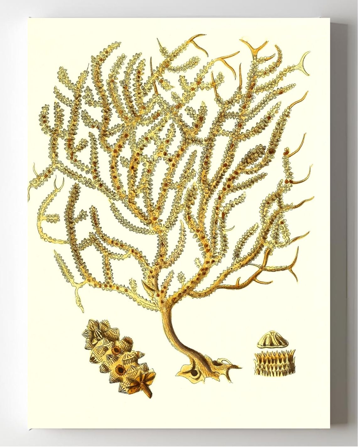 Gorgonia placomus