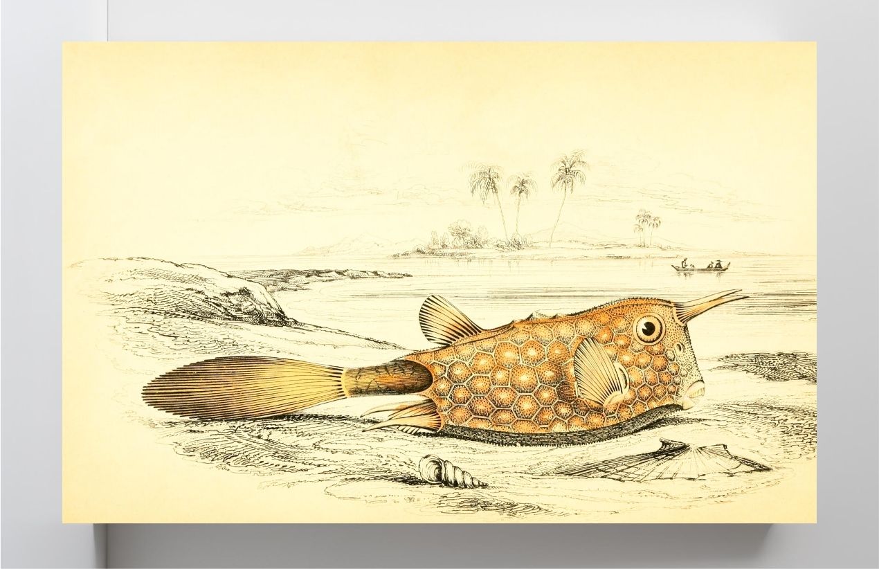Horned Ostracion