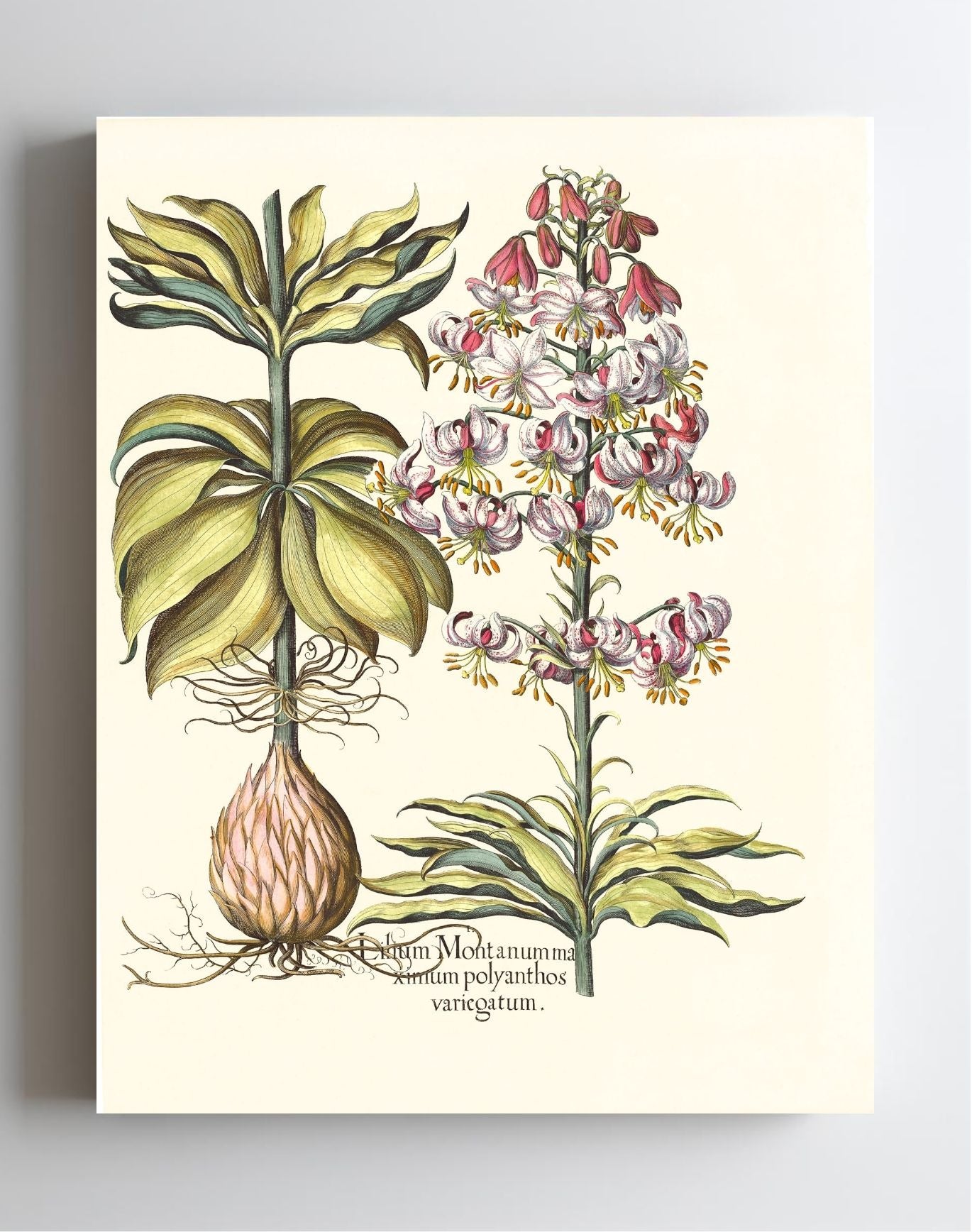 Spotted Variegated Martagon Lily