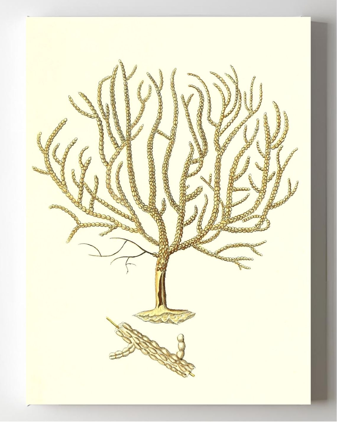 Gorgonia verricofa