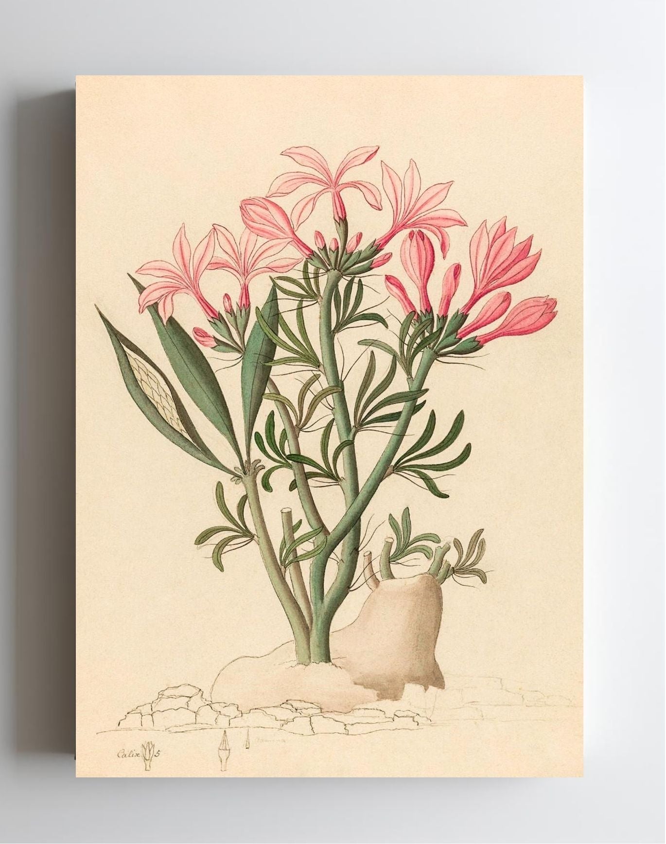 Ceropegia or Echites (Pachypodium Succulentum)