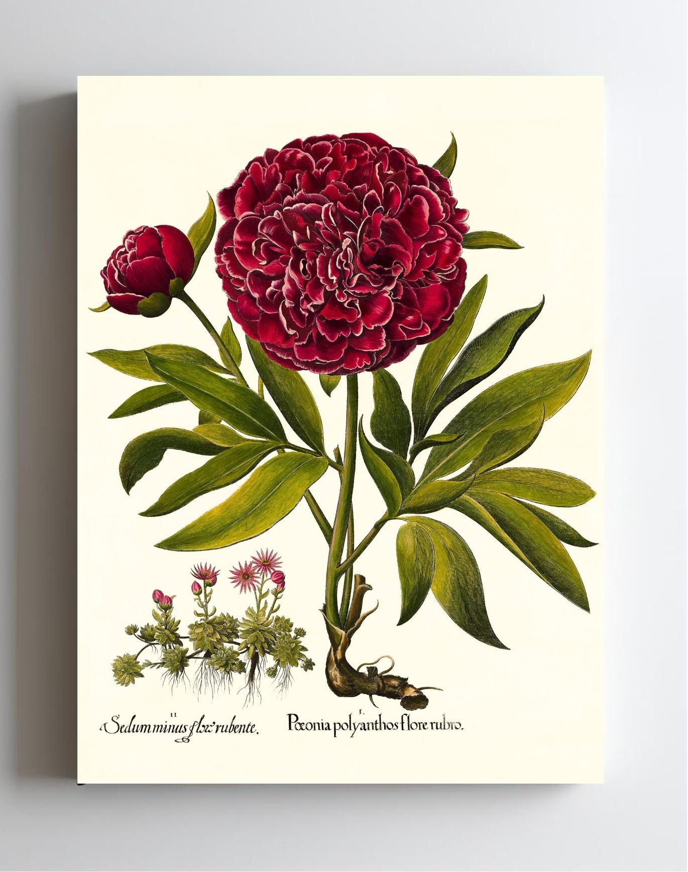 Red double-flowered peony, Mountain sempervivum