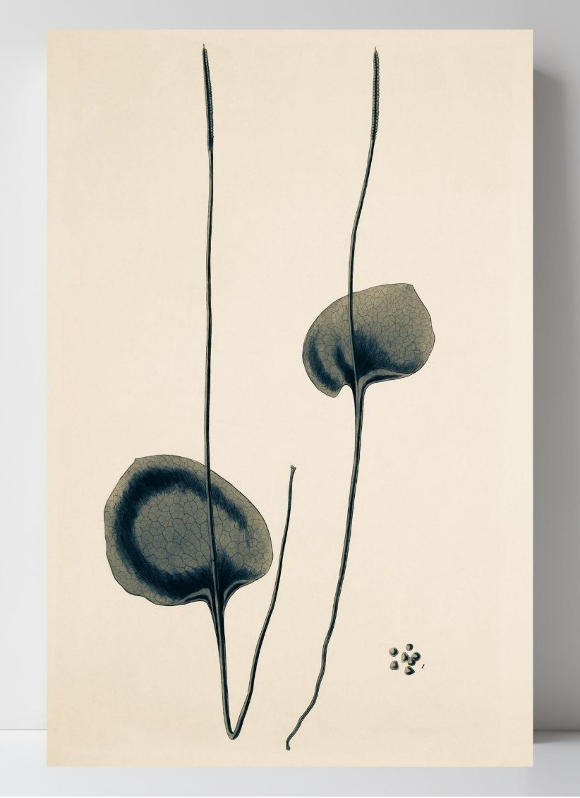 Ophioglossum Reticulatum