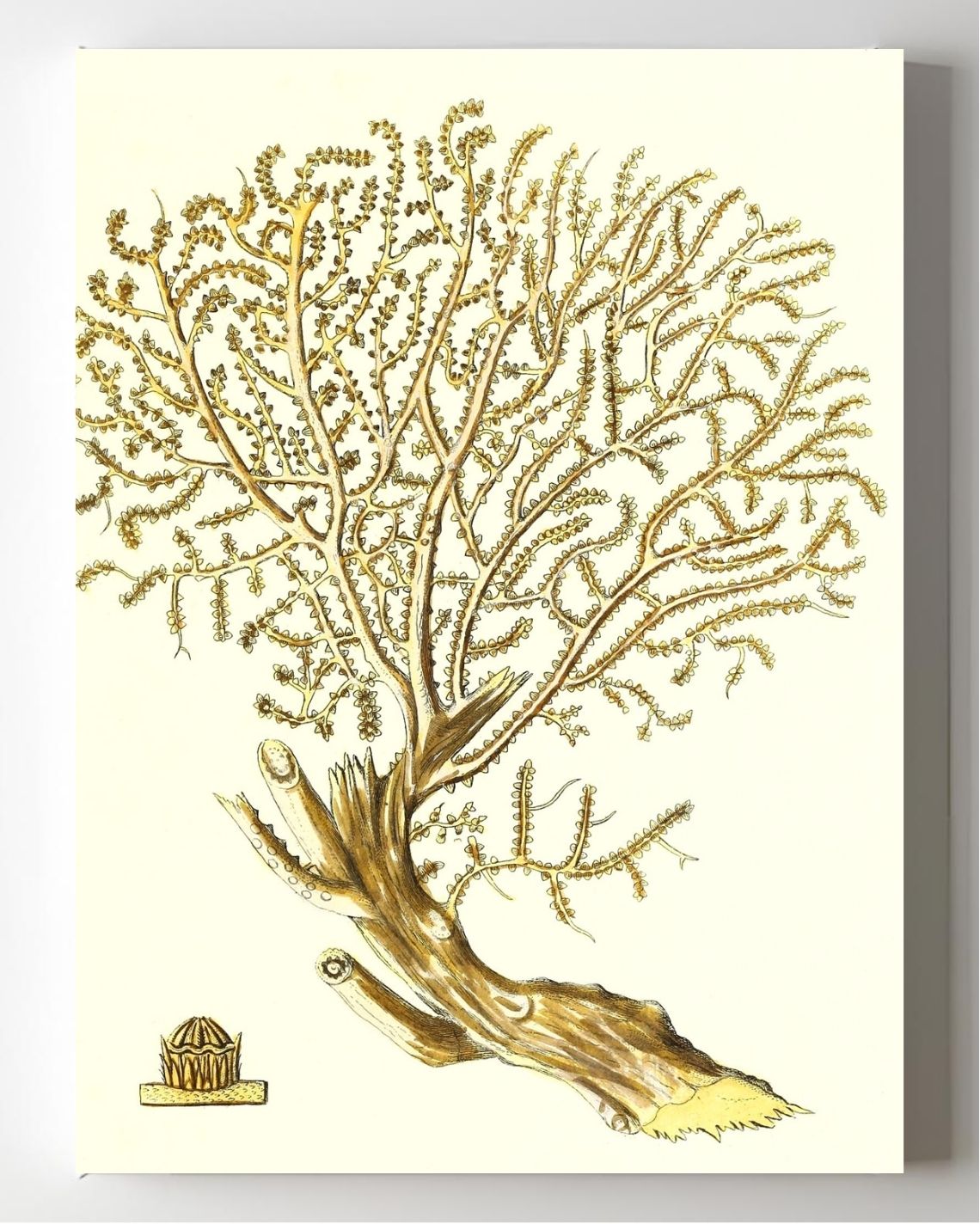 Gorgonia placomus 2