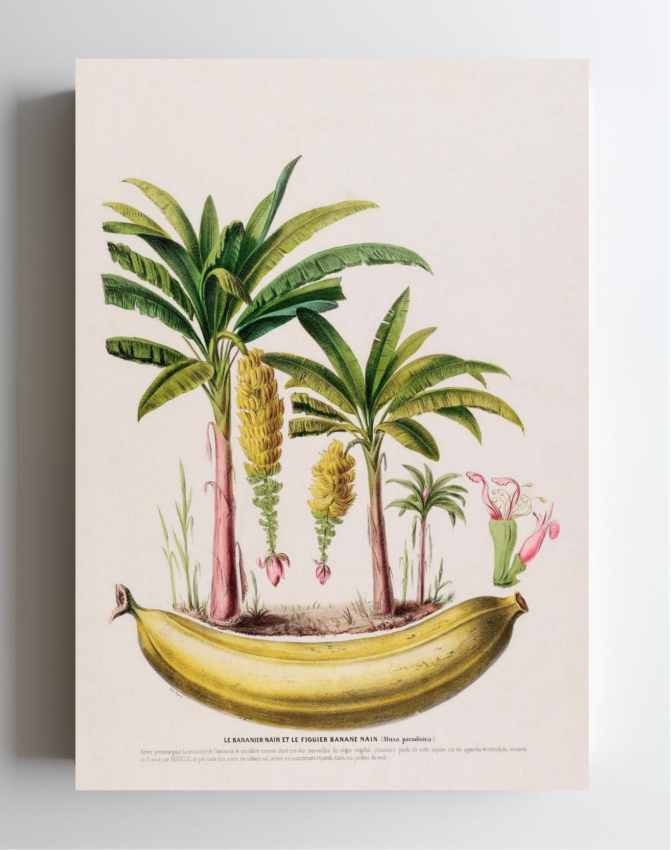 Le Bananier Nain (Musa Paradisica)