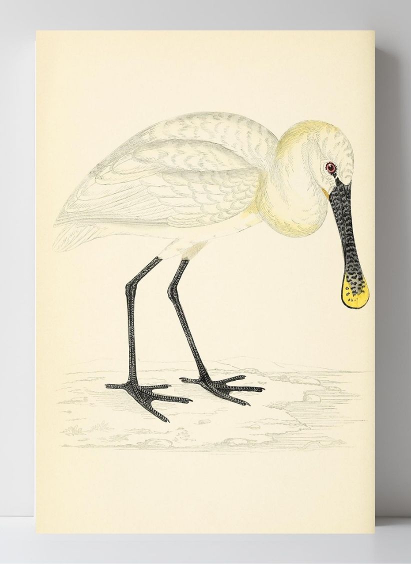 Spoonbill