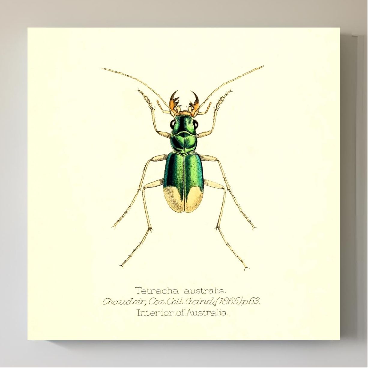 Tetracha Australis