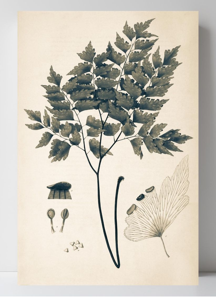 Adiantum Pentadactylon