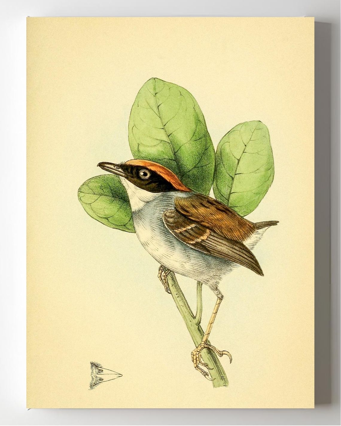 Rufous Crowned Flatbill Male