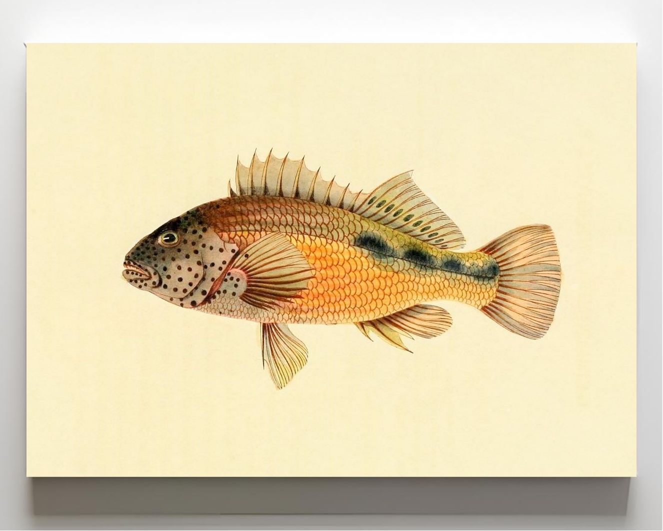 Gerranus Tankervillae
