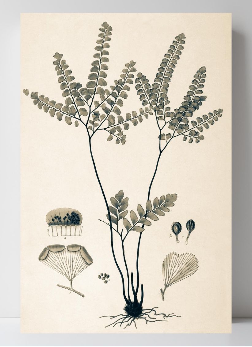 Adiantum Amoenum