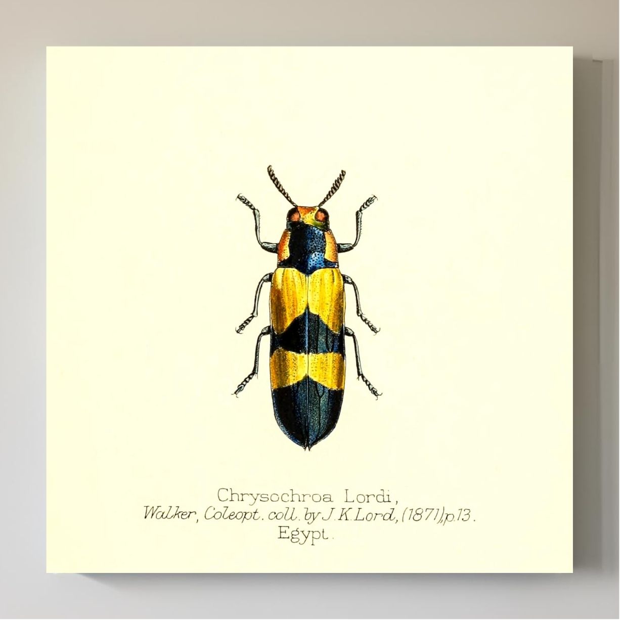 Chrysochroa Lordi