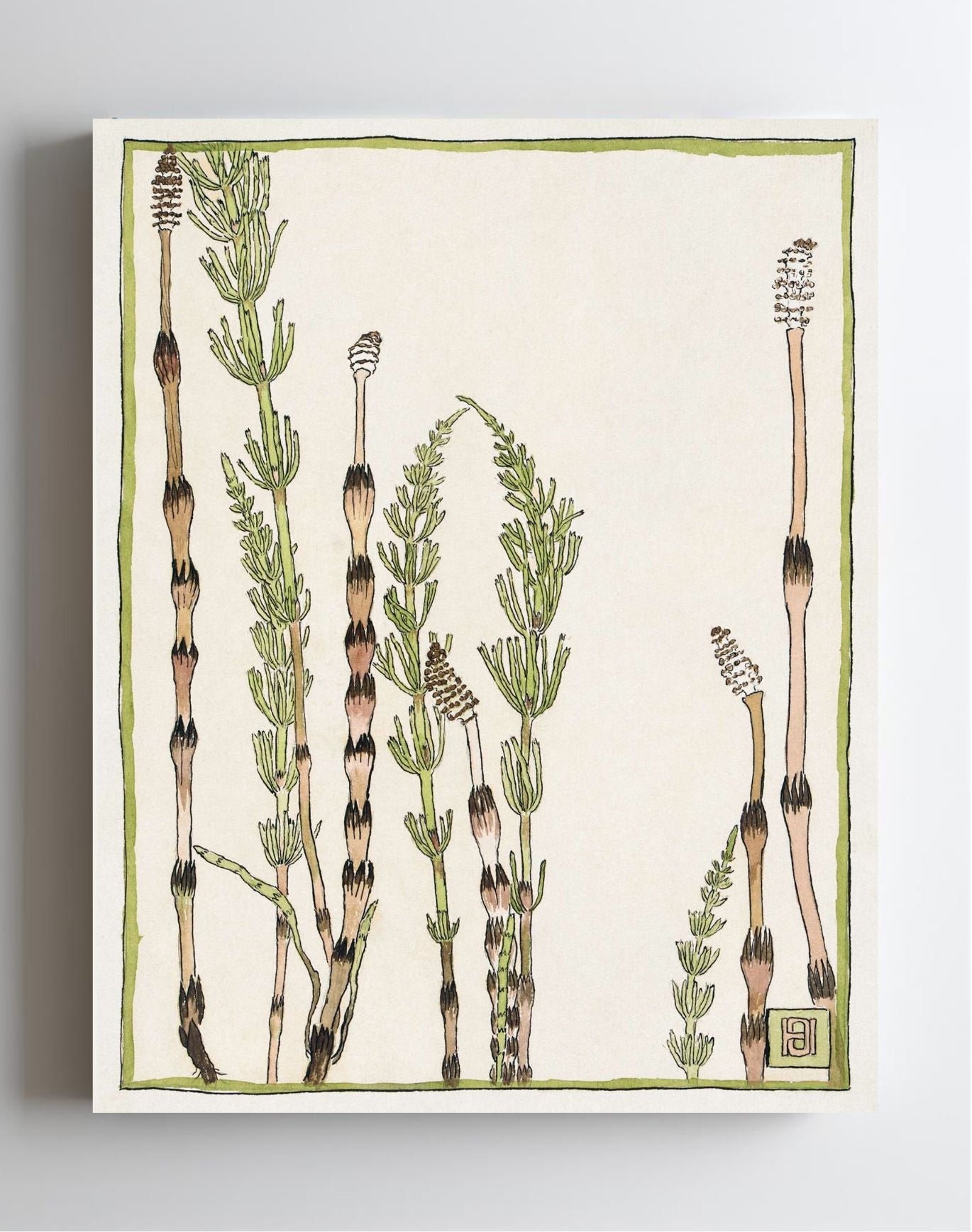 Horsetail
