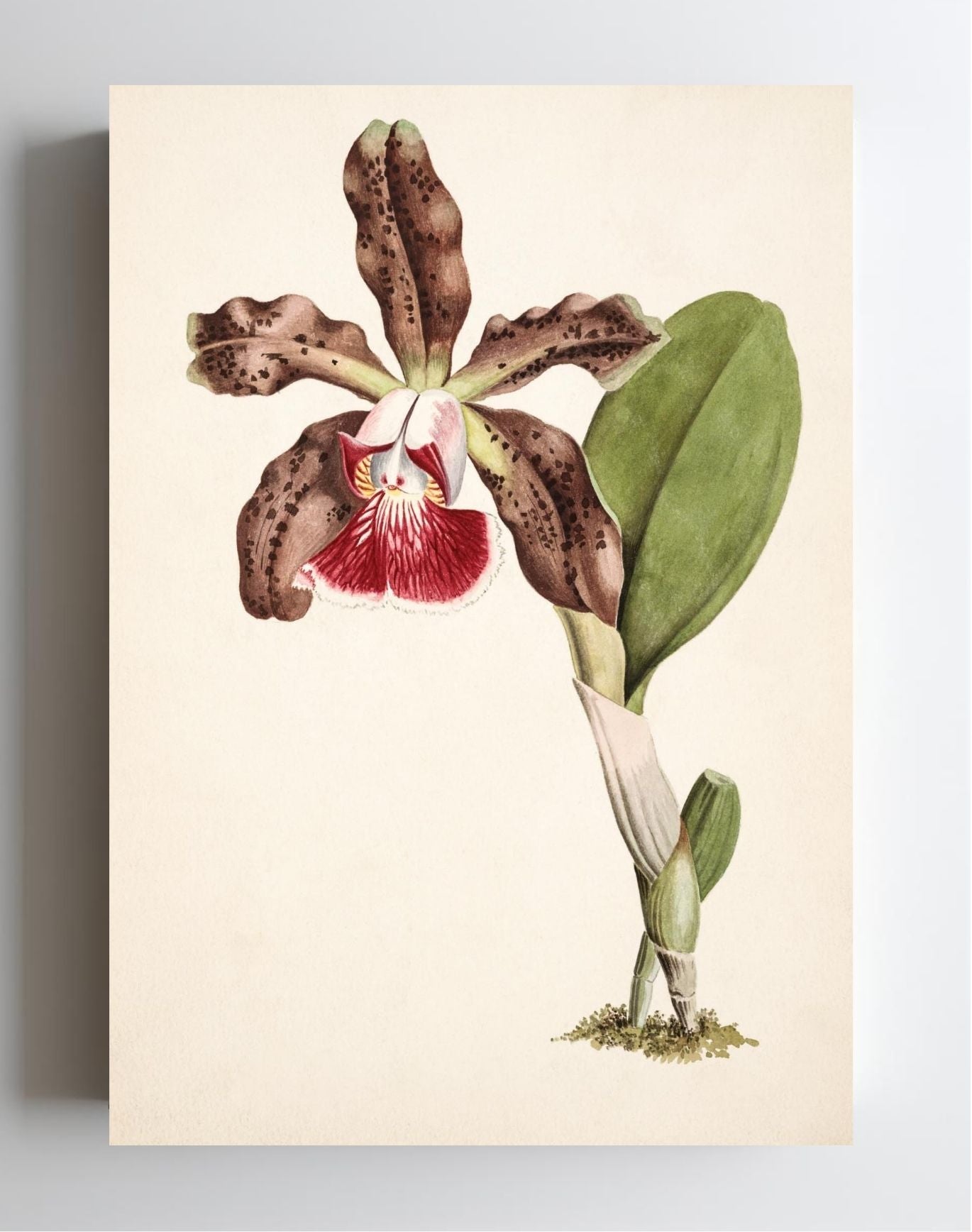 Cattleya Schilleriana (Brasilien)