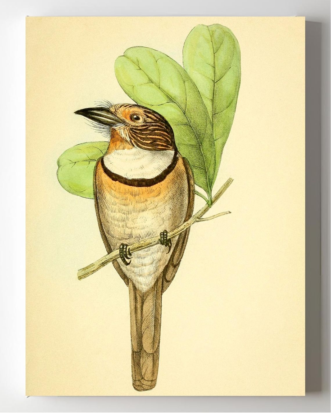 Striped Puff Bird