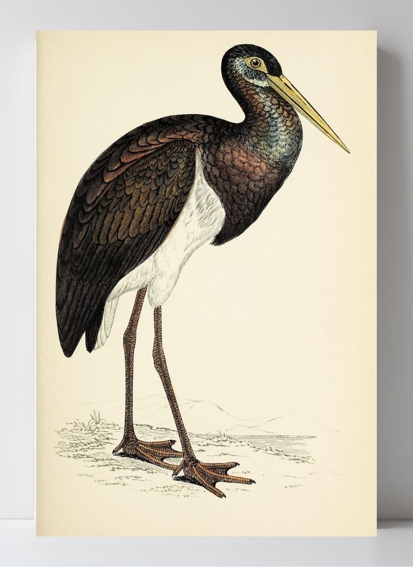 Black Stork