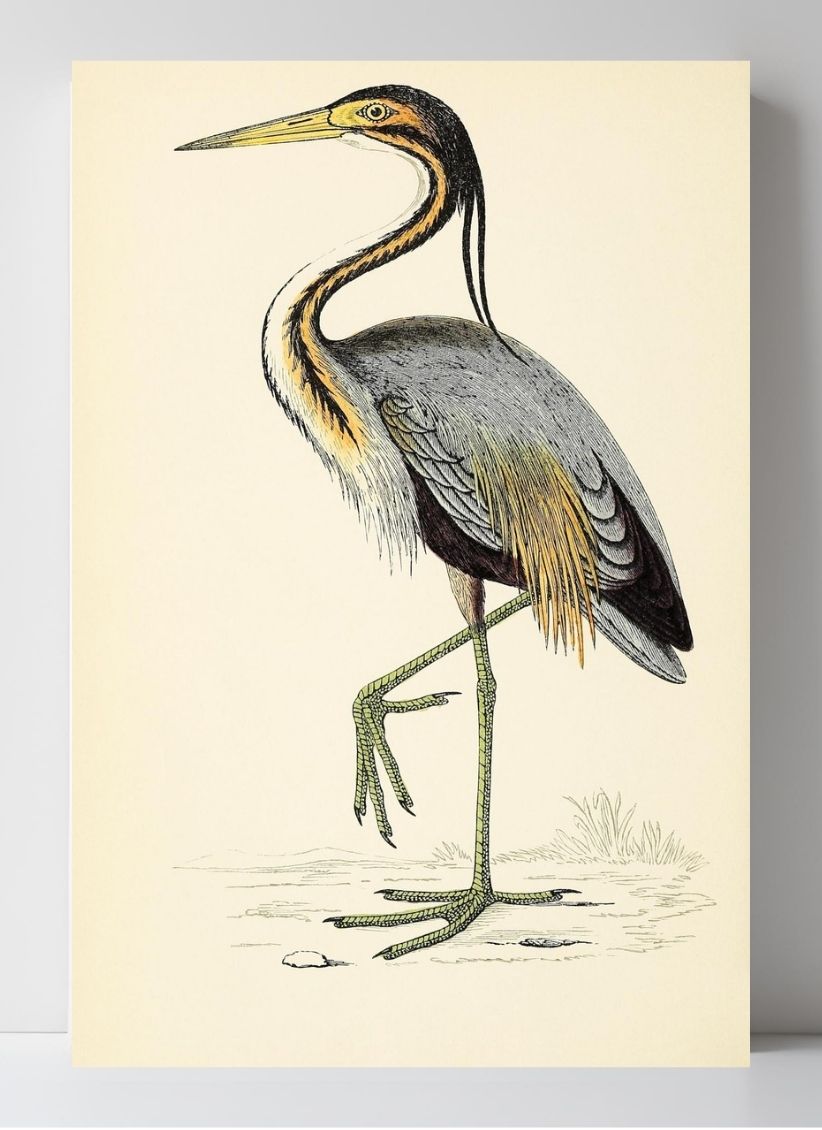 Purple Heron