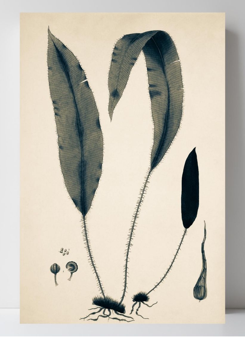 Acrostichum Hybridum