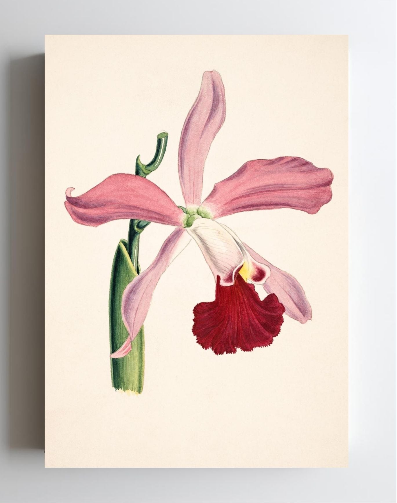 Laelia Elegans