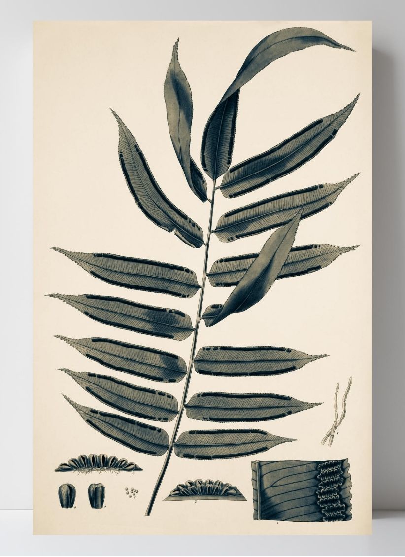 Angiopteris Erecta