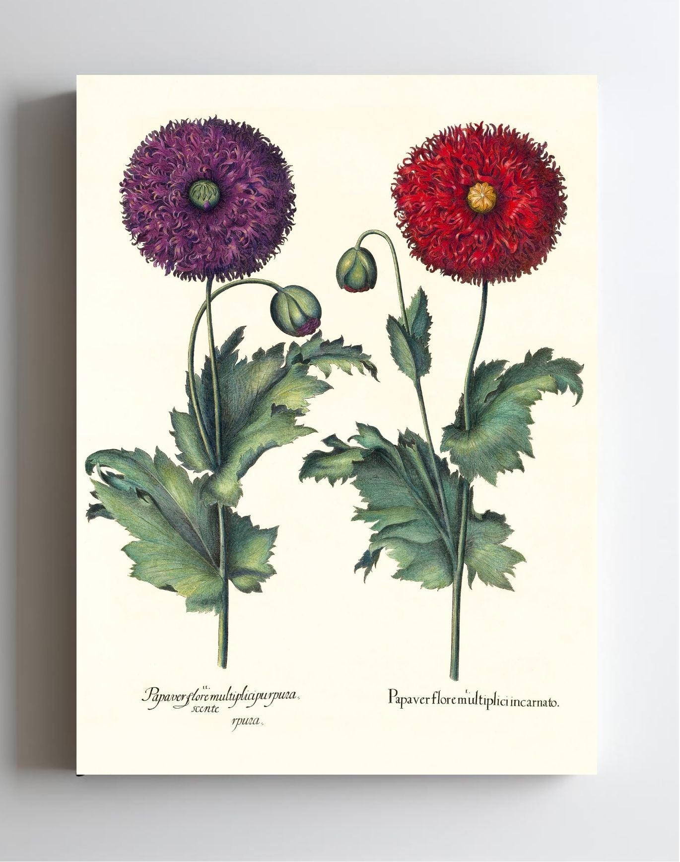 Lacy double-flowered garden poppies