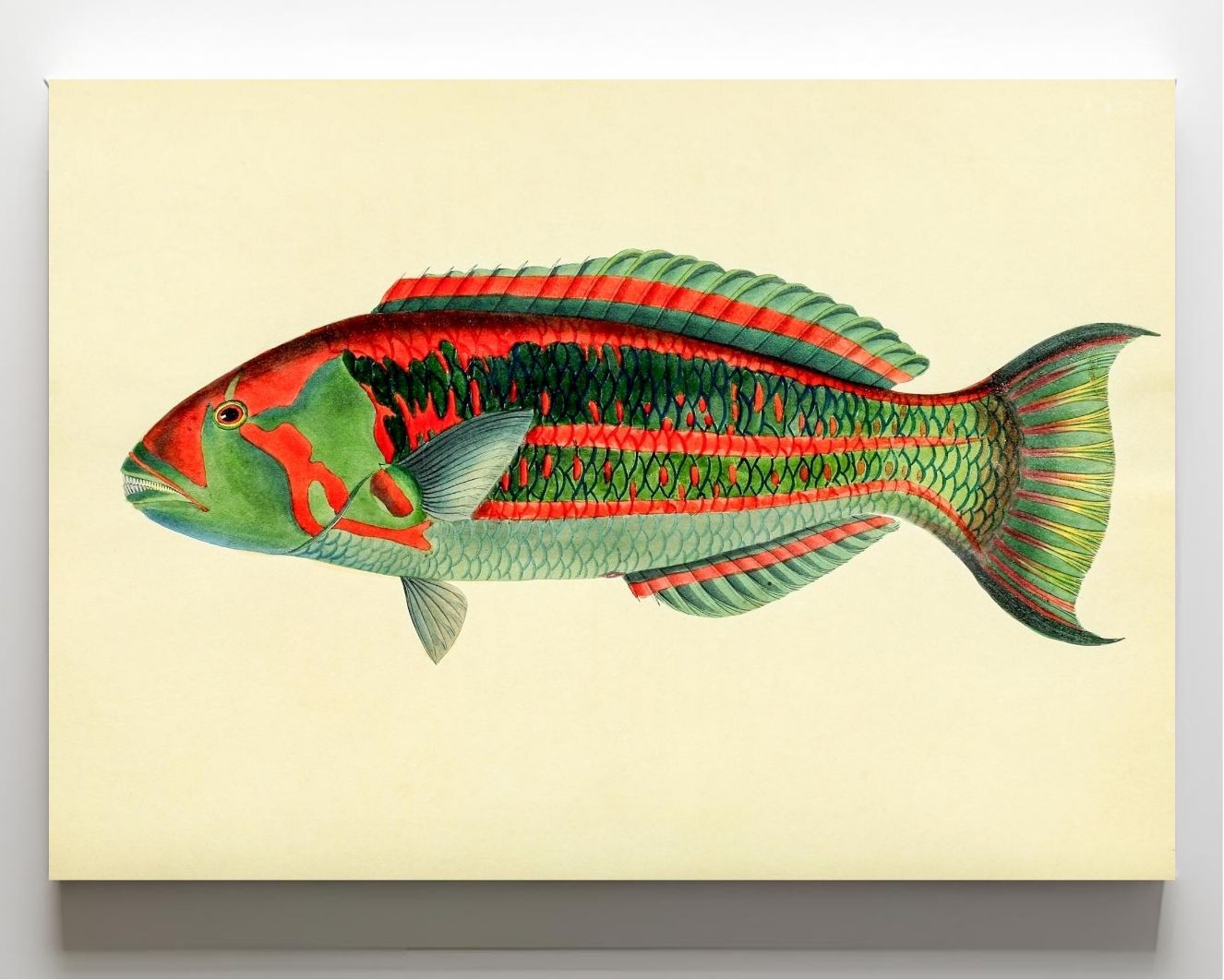 Scarus Georgii