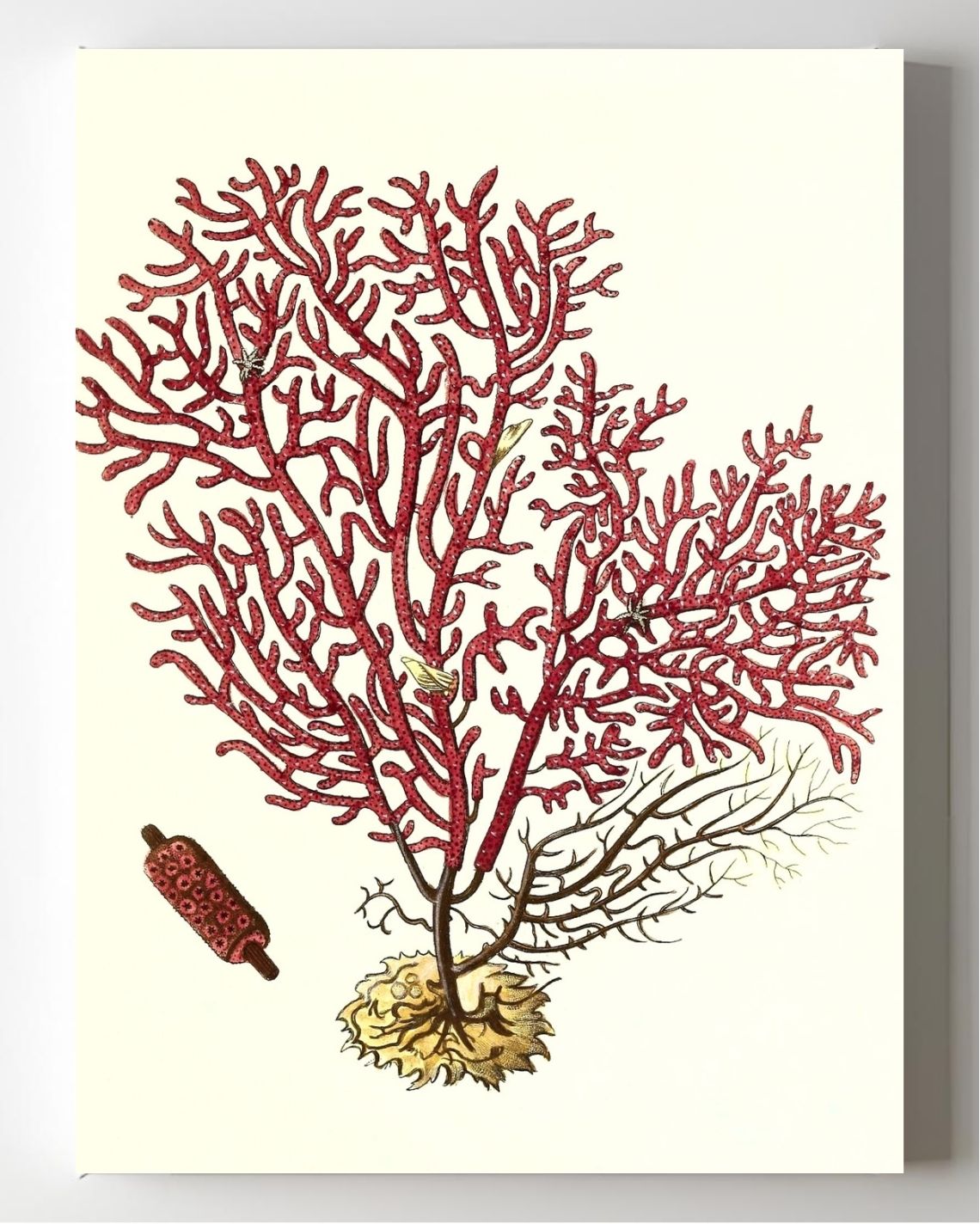 Gorgonia salappo