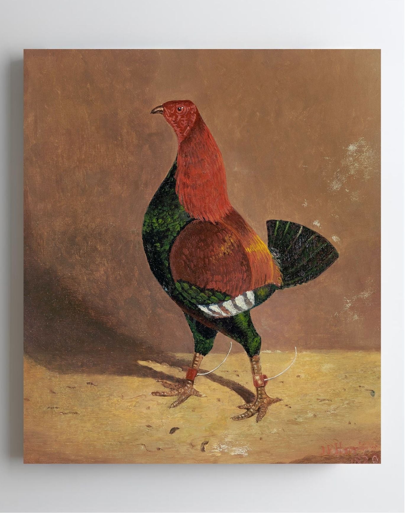 Fighting Cock (2)