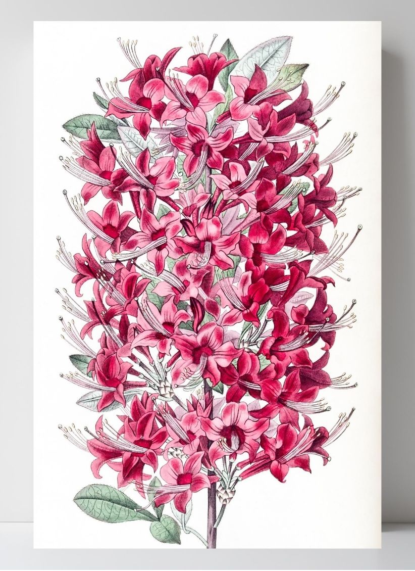The Highclere Scarlet Azalea