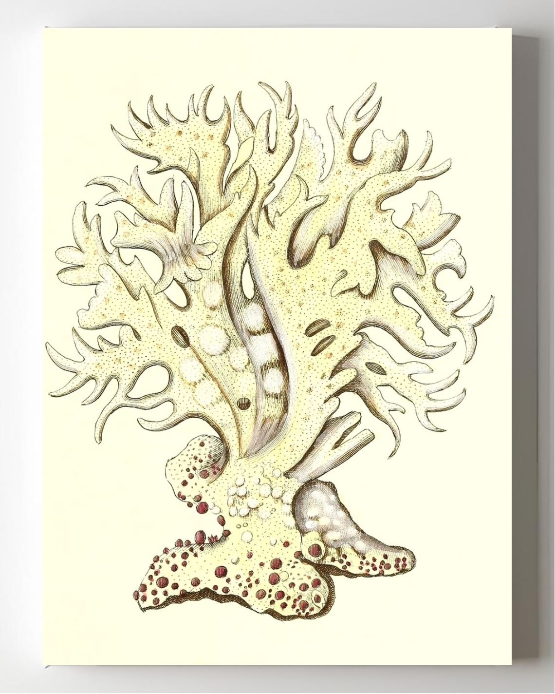 Millepora alicornis