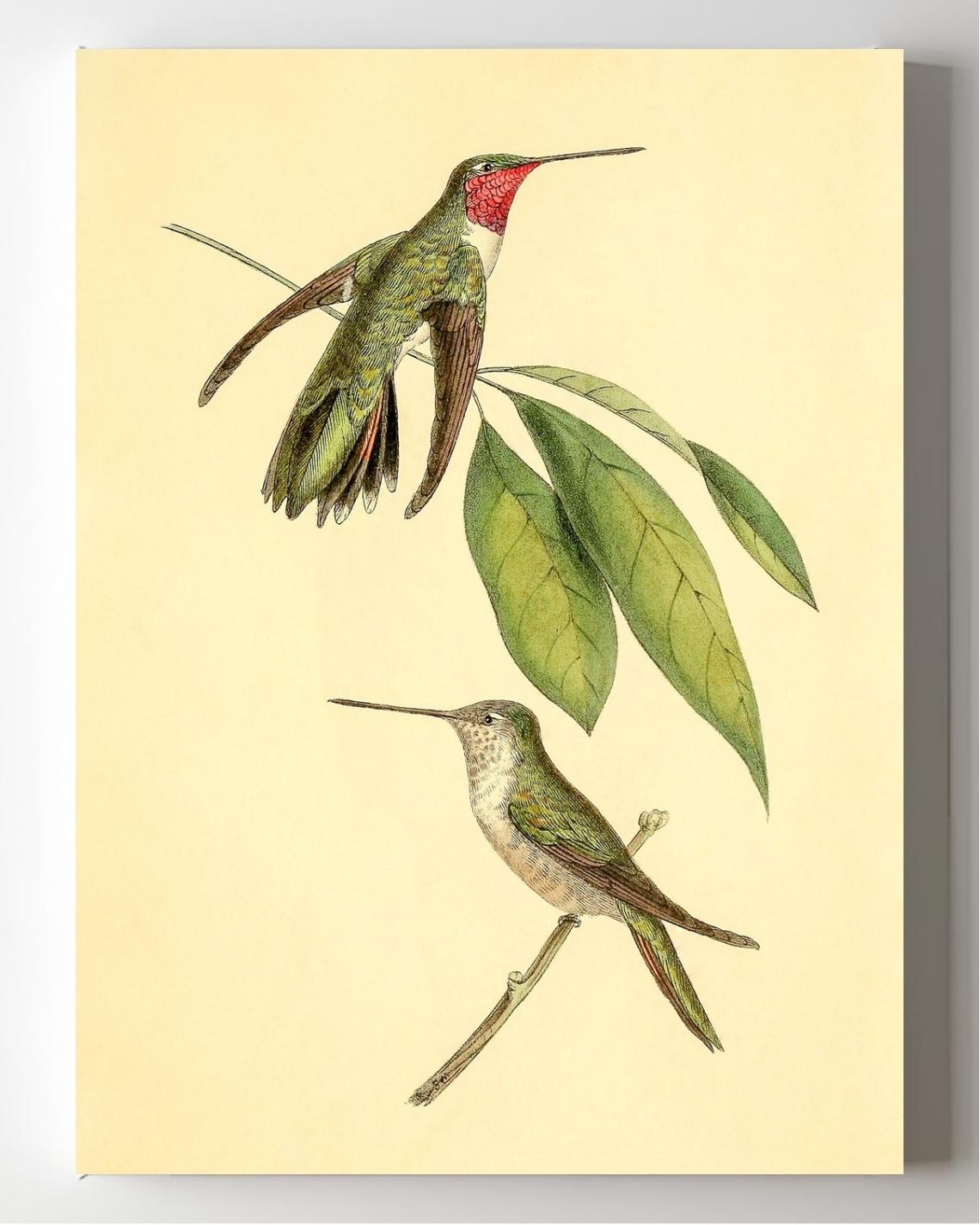 Mexican Amethyst Hummingbird