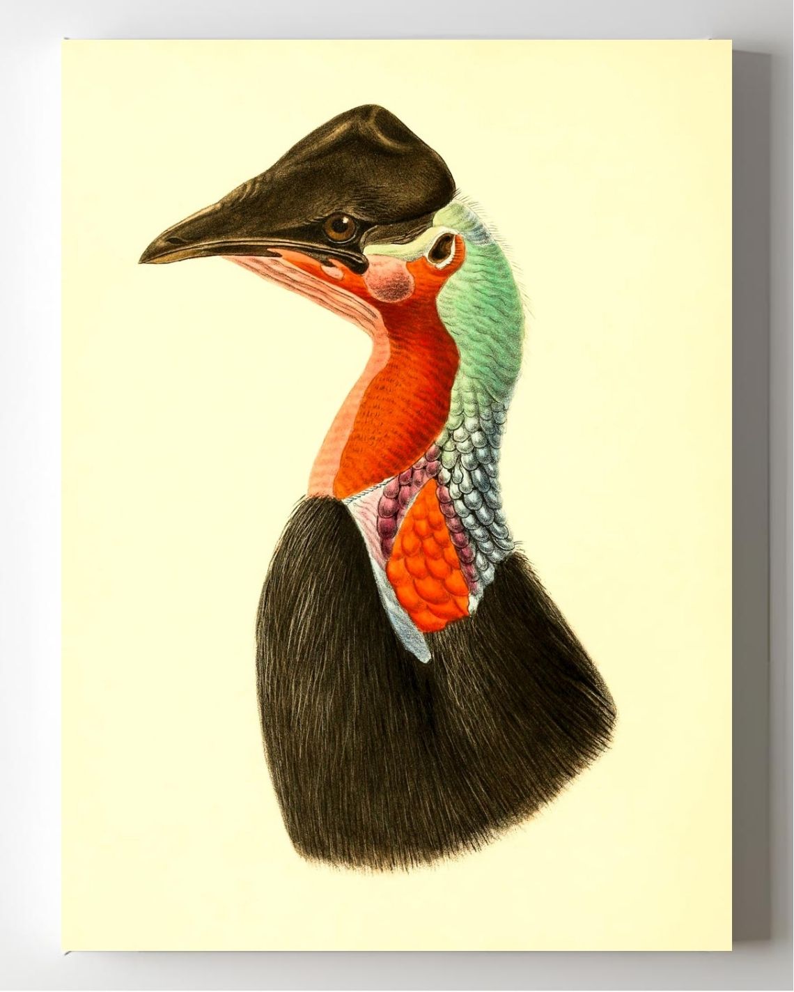 Casuarius Loriae