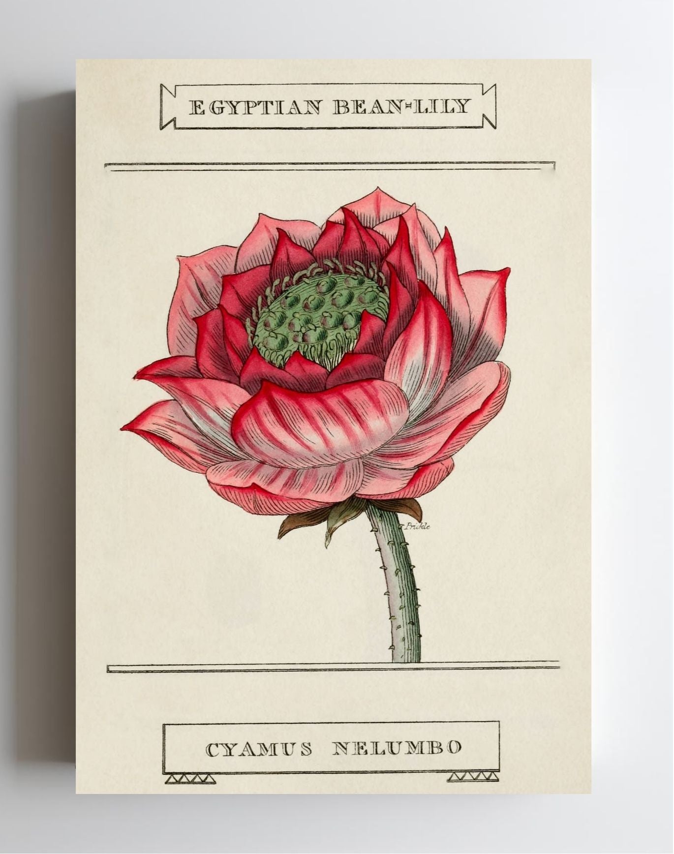 Egyptian Bean-Lily
