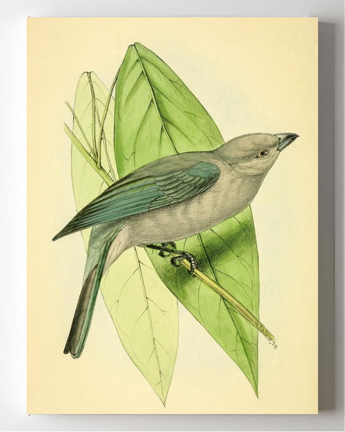 Blue-Grey Tanager