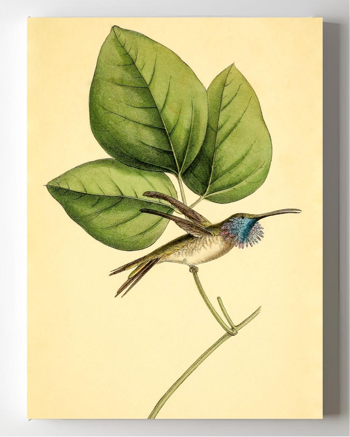 Mexican-Star Hummingbird