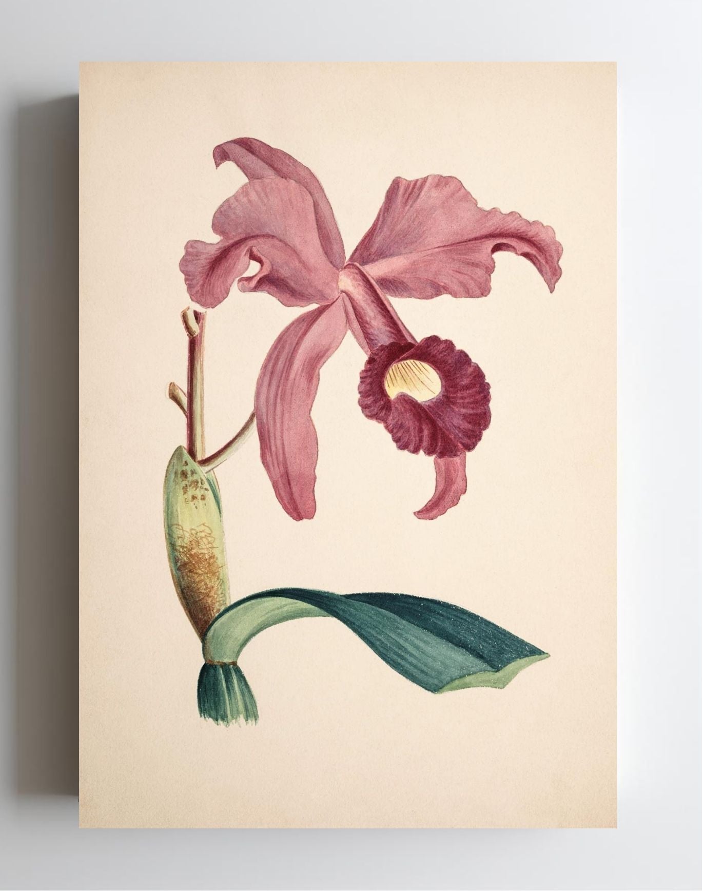 Cattleya Lawrenceana