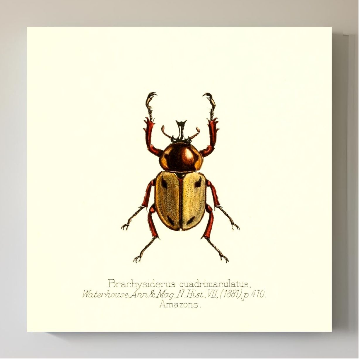 Brachysiderus Quadrimaculatus