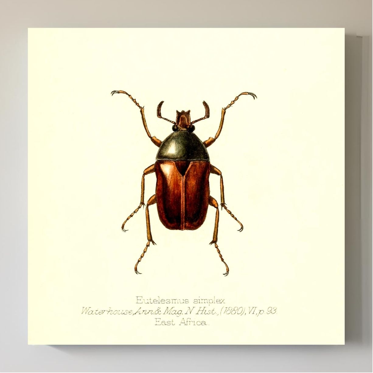 Eutelesmus Simplex