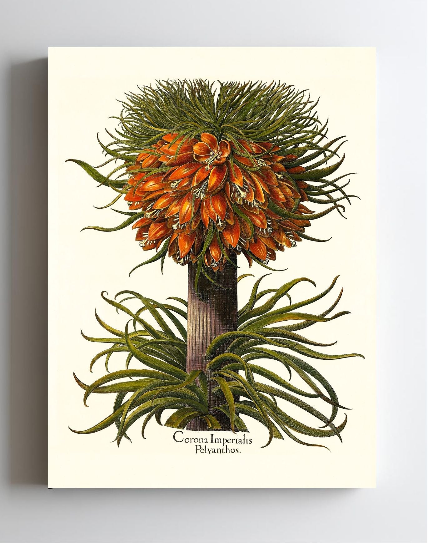 Multiflorous crown-imperial fritillary