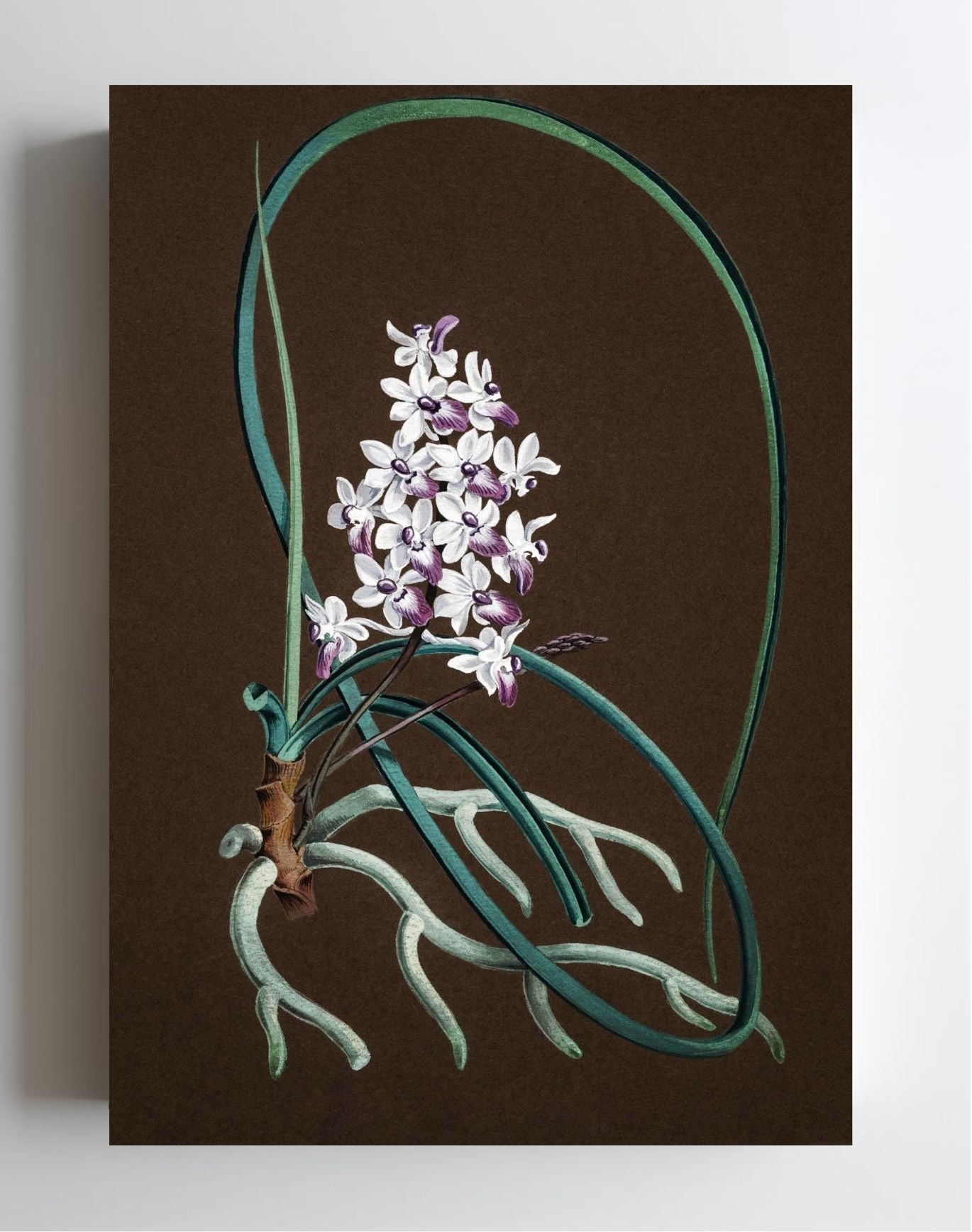 Aerides Mitratum