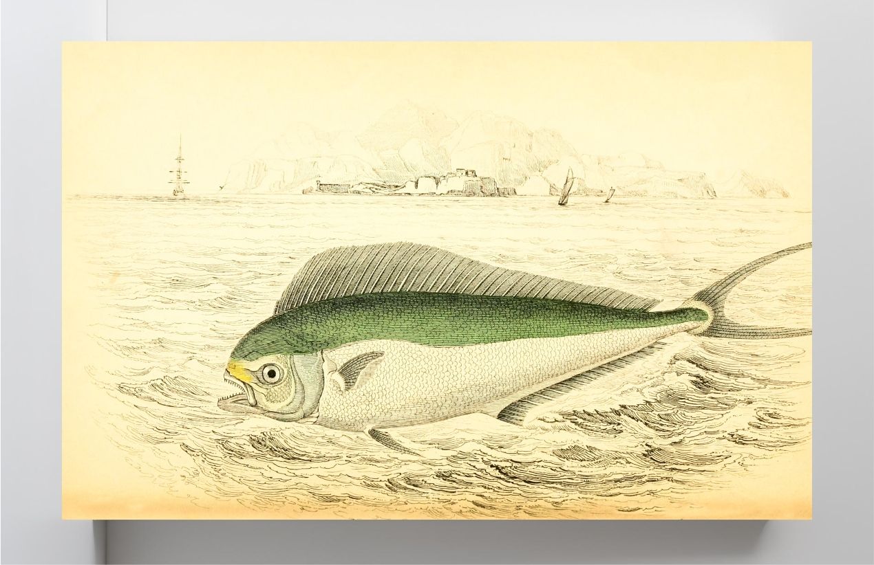 Atlantic Coryphaene or Dolphin