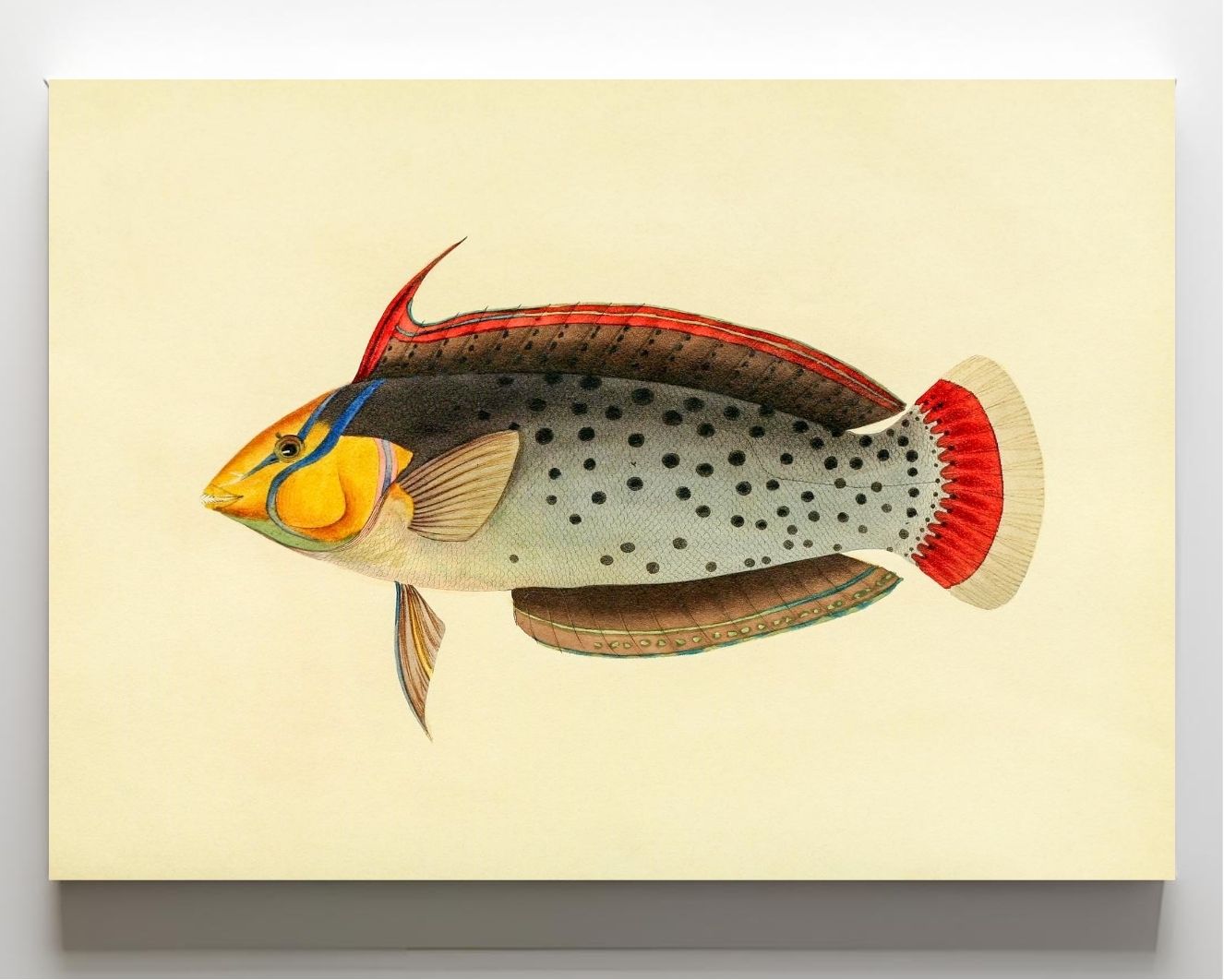 Labrus Formosus